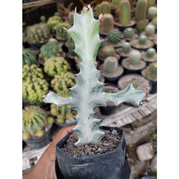 Jual Euphorbia Lactea White Ghost Cristata Putih Kaktus Batang