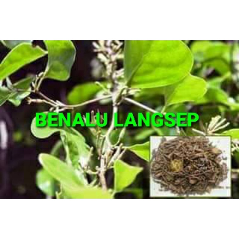 Jual Daun Benalu Langsep Kering Gram Shopee Indonesia