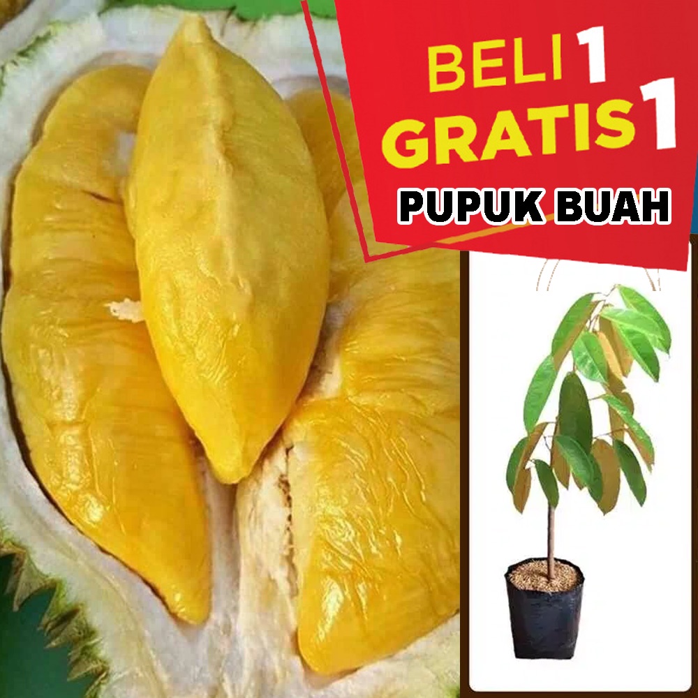 Jual Bibit Durian Bawor Cepat Berbuah Pembibitan Duren Bawor Okulasi