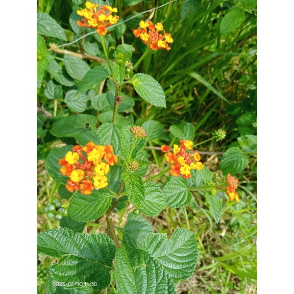 Jual Daun Tembelekan Lantana Camara Saliara Shopee Indonesia