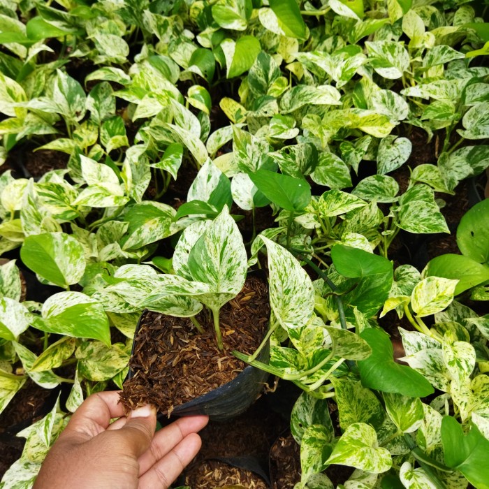 Jual Tanaman Hias Epipremnum Aureum Njoy Sirih Gading Enjoy Bonus Pot