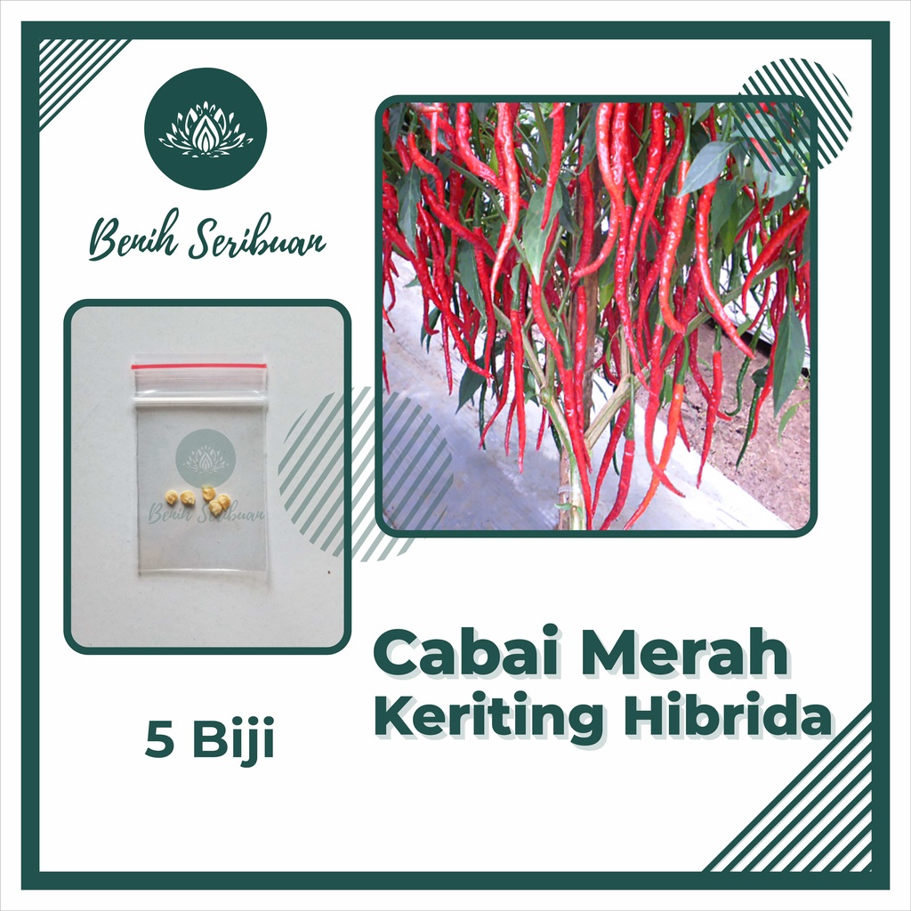 Jual Benih Seribuan Aneka Bibit Cabe Konsumsi Sayur Sayuran Cabai