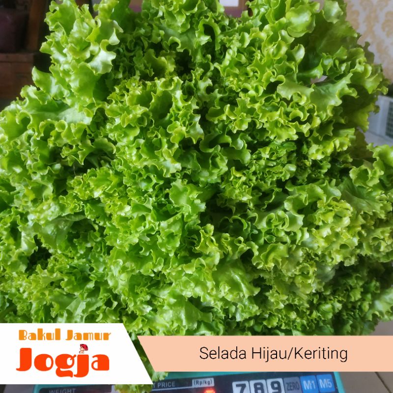 Jual Selada Hijau Gram Shopee Indonesia