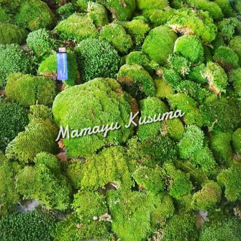 Jual Living Moss Sphagnum Lumut Spagnum Toping Media Tanam Dan Cangkok