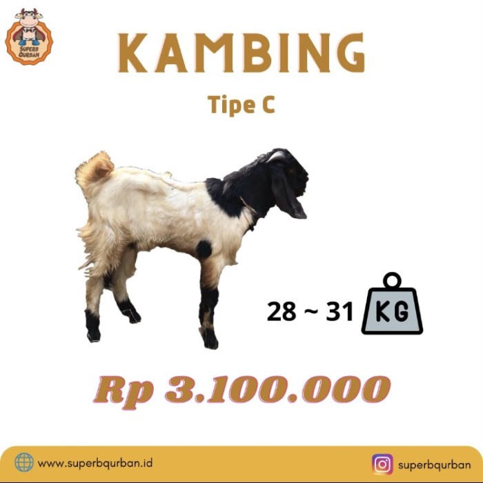 Jual Hewan Qurban Kambing Dan Domba Premium Gratis Biaya Kirim