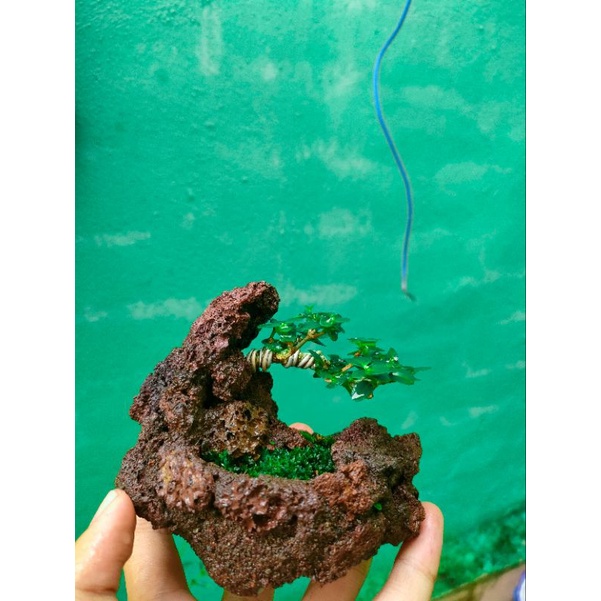 Jual Bonsai Mame Sancang Dalam Batu Siap Pajang Shopee Indonesia