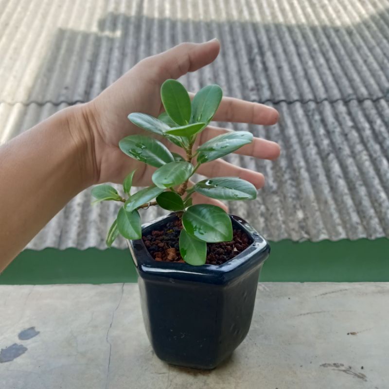 Jual Bahan Bonsai Beringin Korea Shopee Indonesia