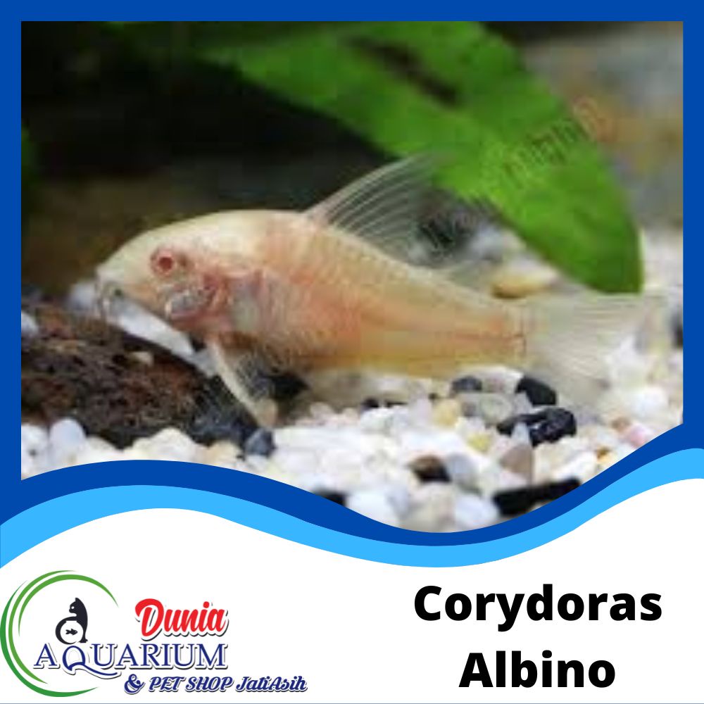 Jual Ikan Hias Corydoras Albino Aquascape Aquarium Akuarium Air Tawar