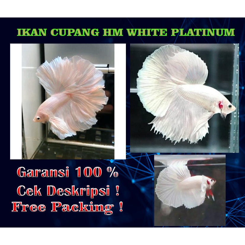 Jual Ikan Hias Ikan Cupang HALFMOON WP Platinum Male Warna Putih