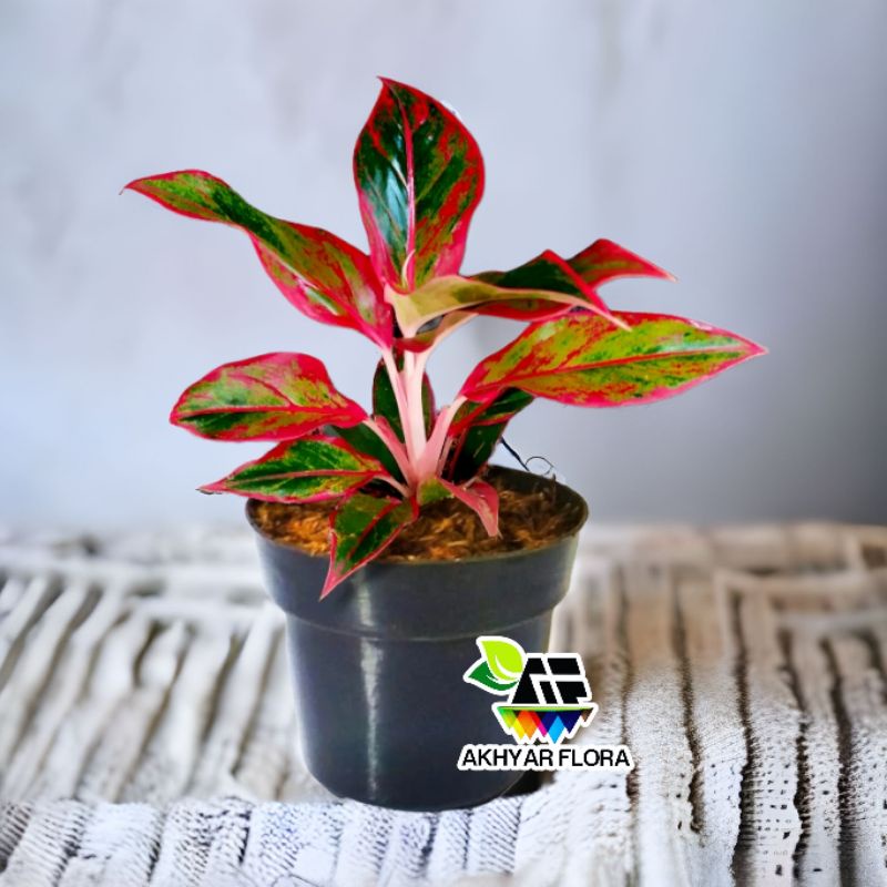 Jual Tanaman Hias Aglonema Red Lipstik Aglaonema Siam Aurora Aglo