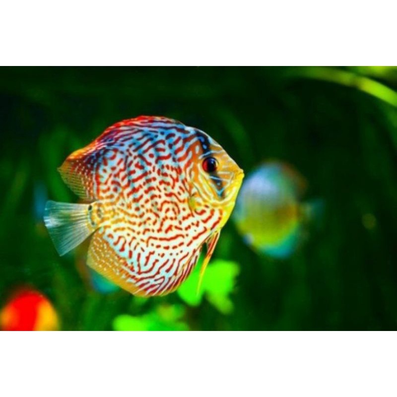 Jual Ikan Discus Multivator Pigeon Mulai Ukuran 1cm Ikan Hias