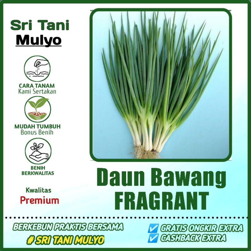 Jual 100 Biji BENIH BIBIT BAWANG DAUN FRAGRANT DATARAN RENDAH BIBIT