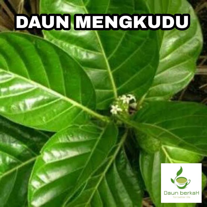 Jual Daun Mengkudu Segar Langsung Petik Pohon G Shopee Indonesia