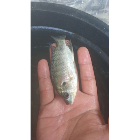 Jual Bibit Ikan Nila Mujair Hitam Nirwana Ukuran 2jari Shopee Indonesia