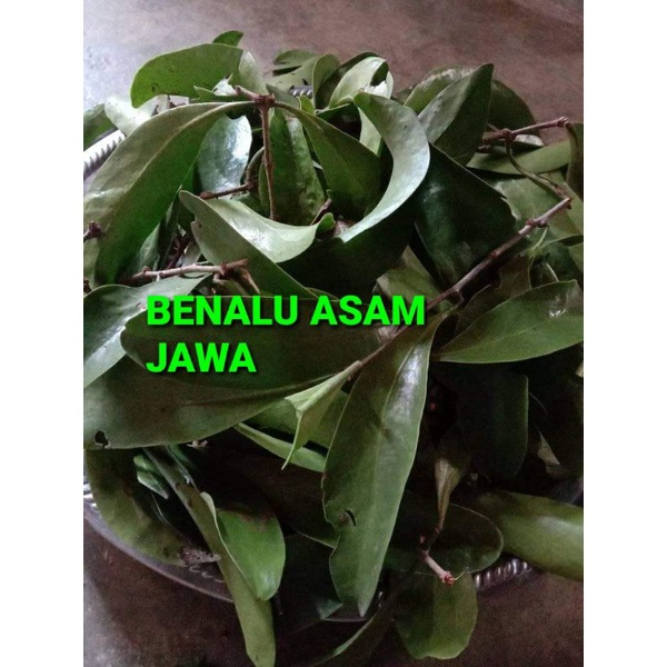 Jual DAUN BENALU ASAM JAWA KERING 1000 GRAM Shopee Indonesia