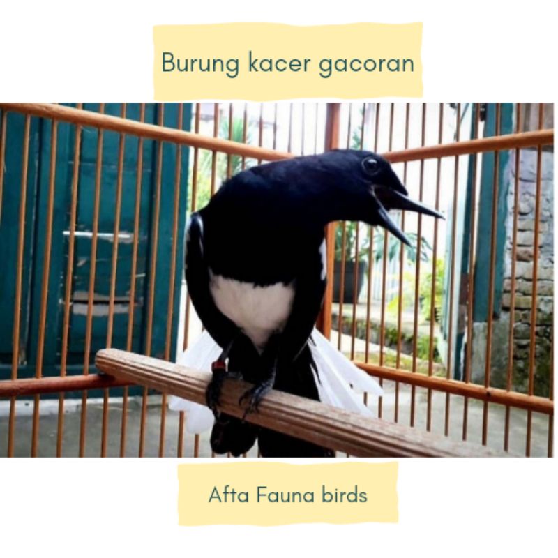 Jual Burung Kacer Gacoran Shopee Indonesia