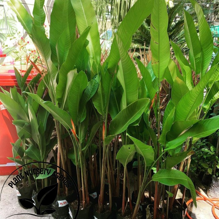 Jual Tanaman Hias Heliconia Pohon Pisang Pisangan Shopee Indonesia