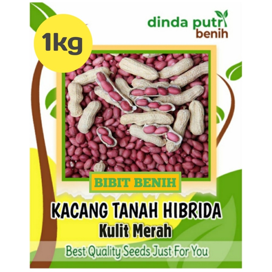 Jual Benih Kacang Tanah Hibrida Kulit Merah Kg Benih Sayuran Super