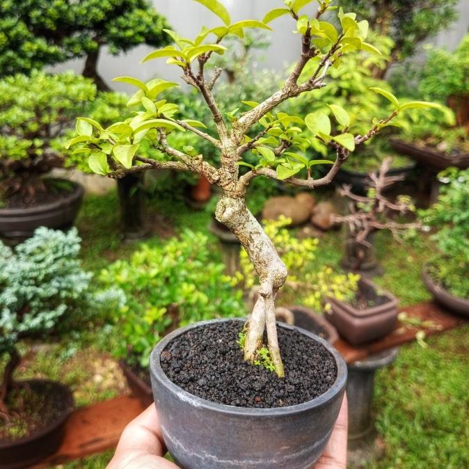 Jual Bonsai Mame Anting Putri Sehat Shopee Indonesia