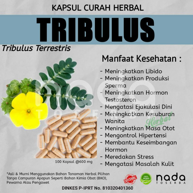 Jual Kapsul TRIBULUS 100 Kapsul Herbal Curah Herbal Pembentukan Masa