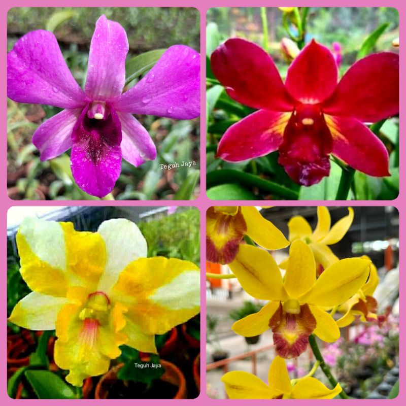 Jual ANGGREK DENDROBIUM Dewasa Random Colors Shopee Indonesia