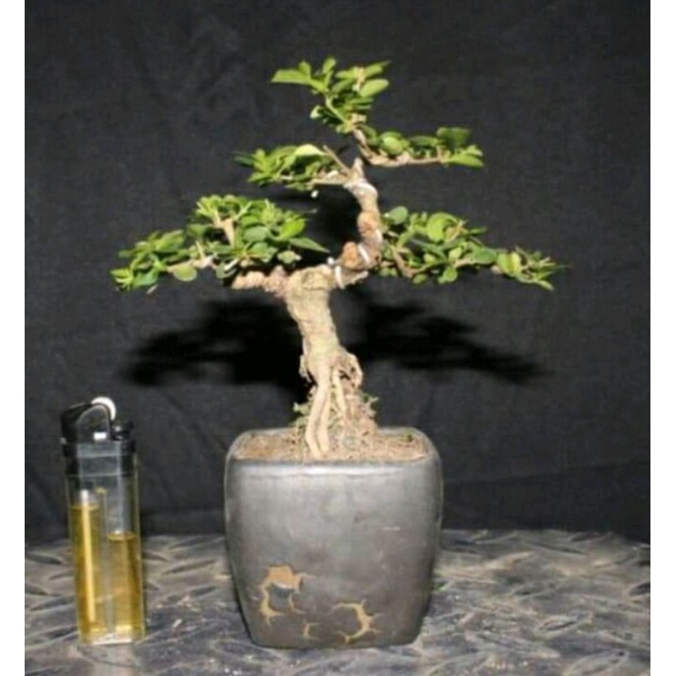 Jual Bibit Bonsai Sancang Udah Hidup Ukuran Mame K Shopee Indonesia