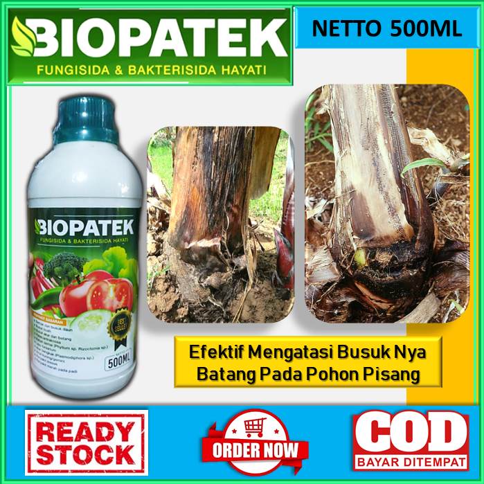 Jual Obat Busuk Batang Pisang Ampuh Mengatasi Pembusukan Batang Pada