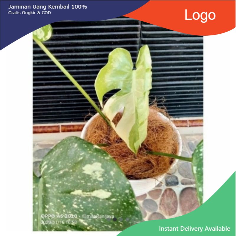 Jual Bonggol Monstera Thai Constellation Variegata Shopee Indonesia