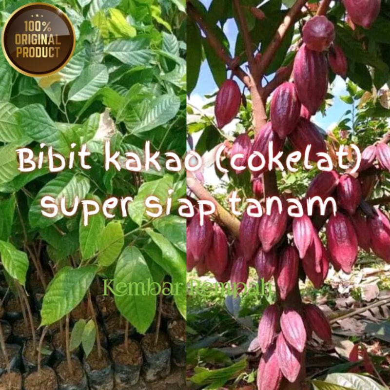 Jual Bibit Tanaman Kakao Cokelat Super Siap Tanam Shopee Indonesia