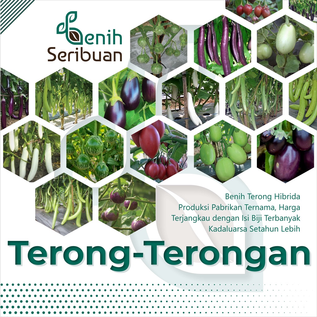 Jual Benih Seribuan Aneka Bibit Terong F Hibrida Tanaman Sayur