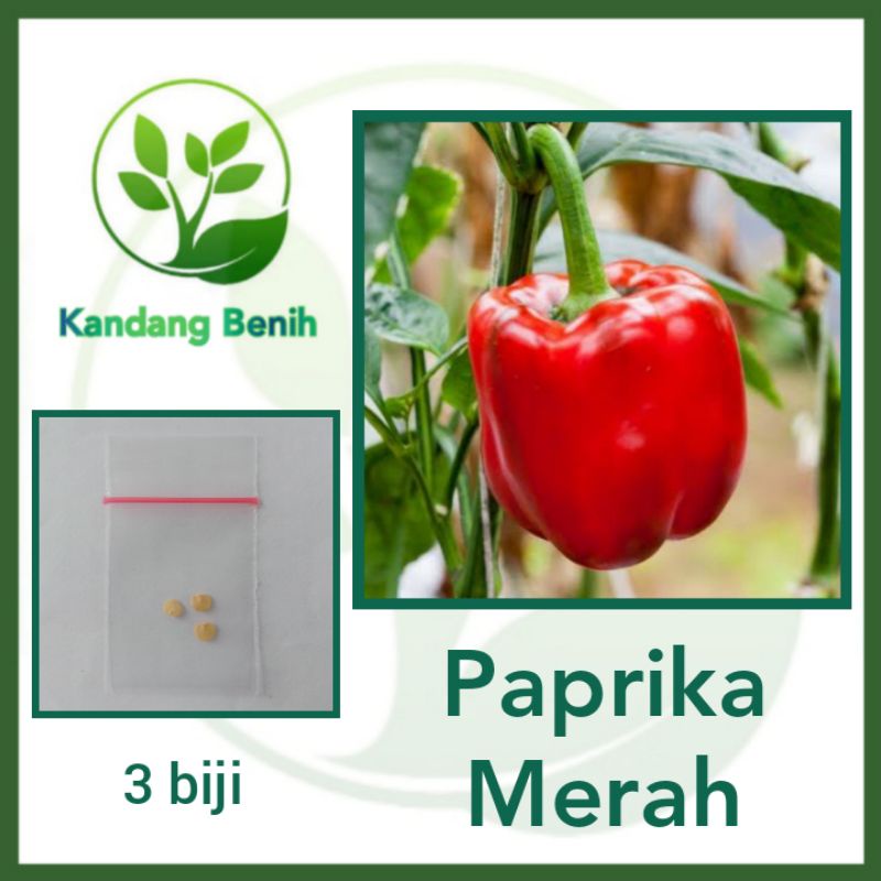 Jual Biji Benih Paprika Merah Red Star F Cocok Untuk Semua Daratan