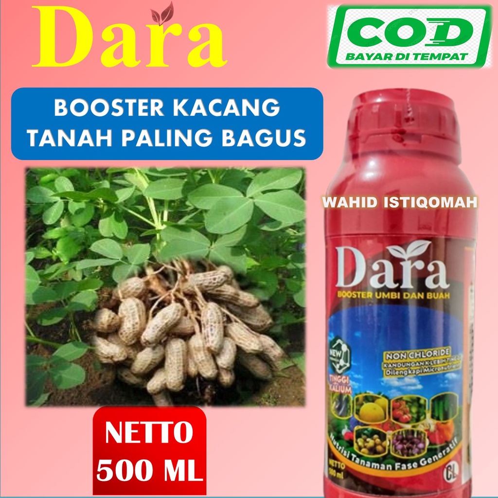 Jual Ml Dara Pupuk Khusus Kacang Tanah Pupuk Pelebat Kacang Tanah