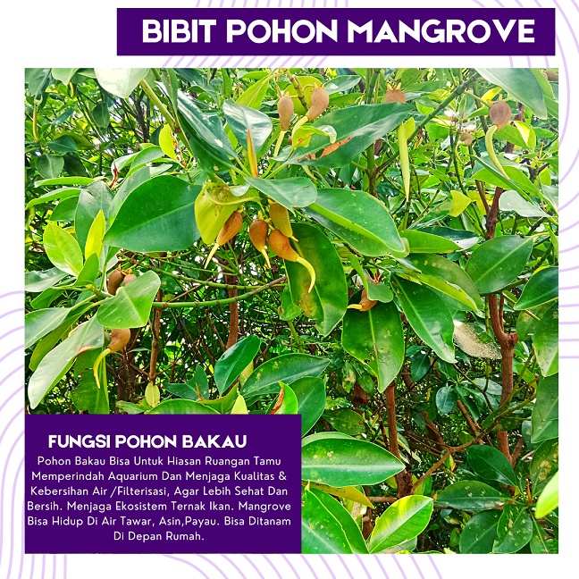 Jual Pohon Bibit Mangrove Atau Bakau Sudah Berakar Dan Berdaun Shopee