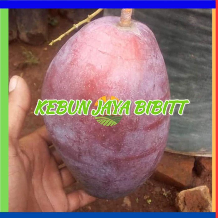 Jual Bibit Mangga Yuwen Seri 6 Shopee Indonesia