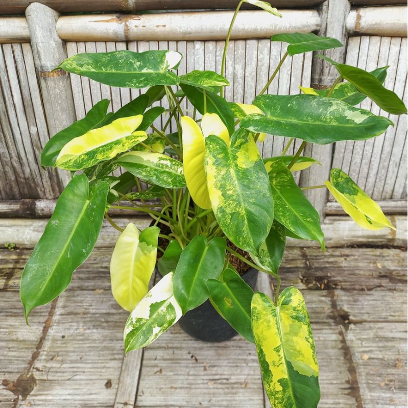 Jual Philodendron Burle Marx Variegata Burlemarx Varigata Kode II