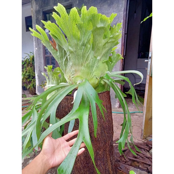 Jual Tanaman Hias Tanduk Rusa Jumbo Platycerium Willinckii Tanduk Rusa