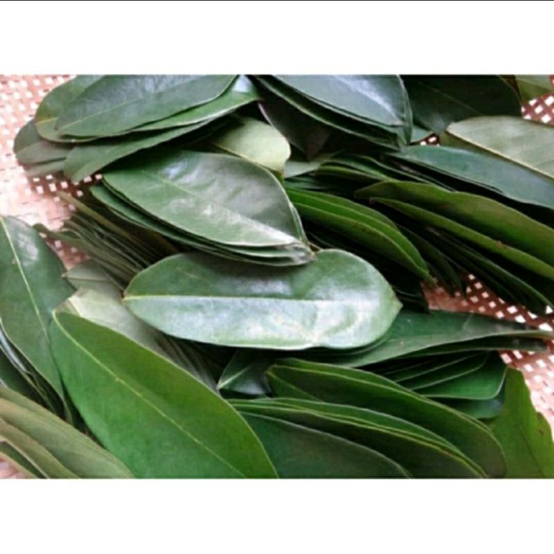 Jual Daun Sirsak Segar 1 Kg Langsung Petik Dari Pohon Daun Nangka