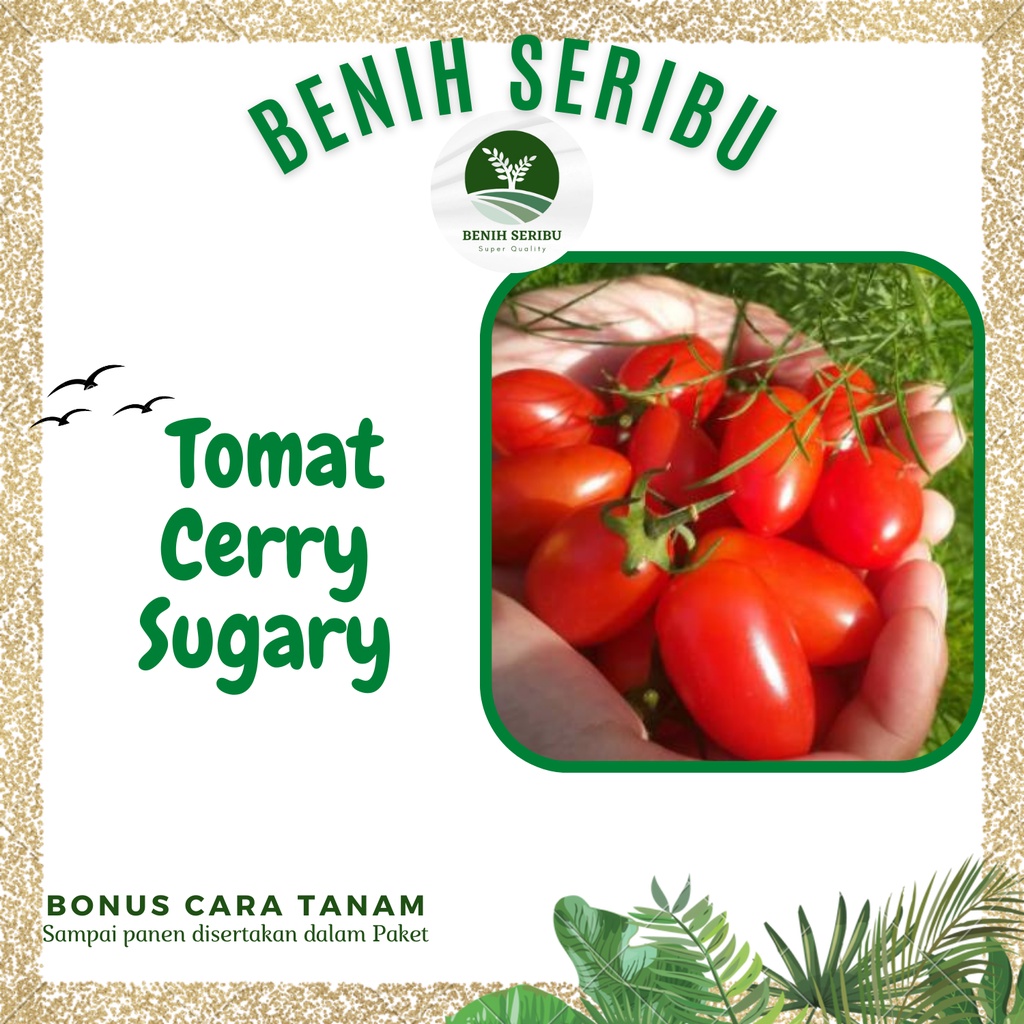 Jual 5 Biji Benih TOMAT Tropical Ruby F1 Benih Bibit TOMAT MINI