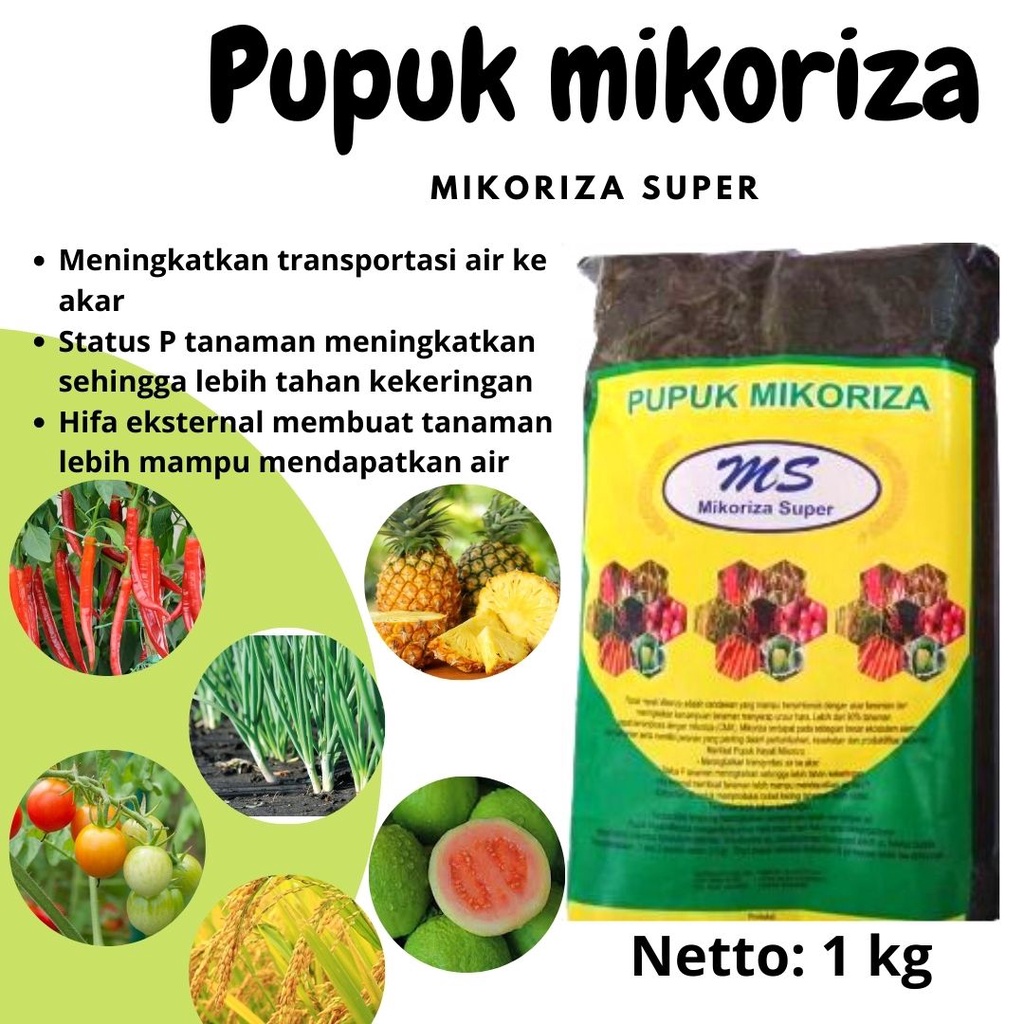 Jual Obat Anti Layu Fusarium Obat Jamur Tanaman Padi Obat Jamur