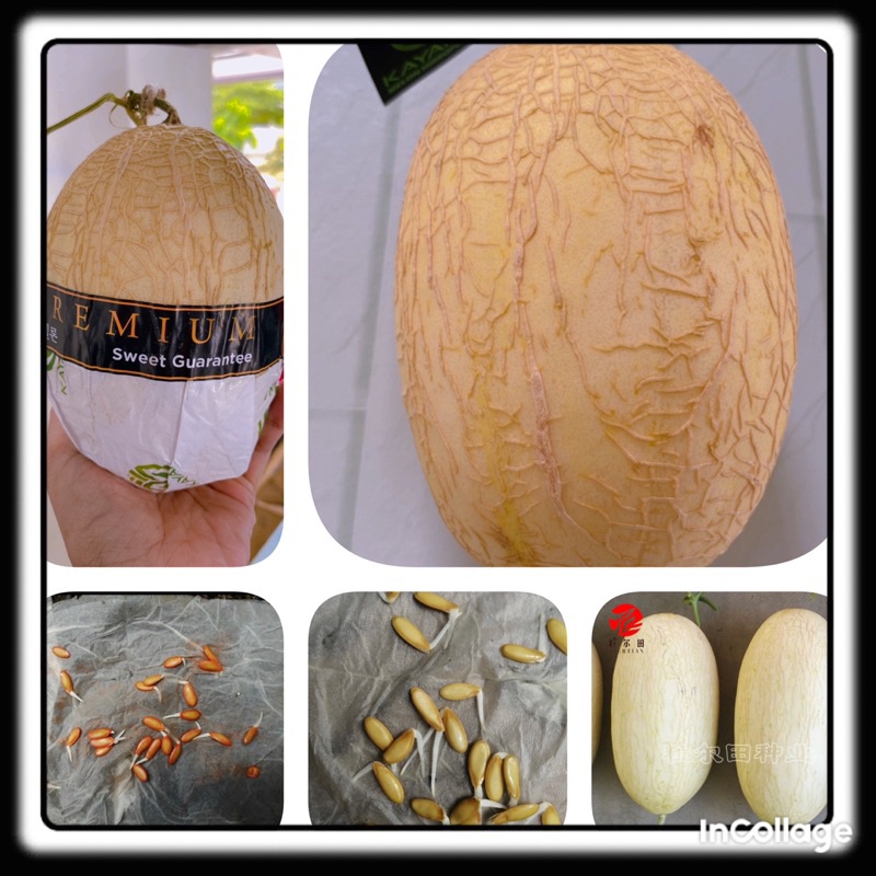 Jual 10 Benih Biji Melon Exotice PREMIUM HIDROPONIK BENIH IMPORT