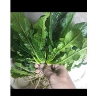 Jual Jamu Daun Tapak Liman Segar Akar Dan Daun 200gr Shopee Indonesia