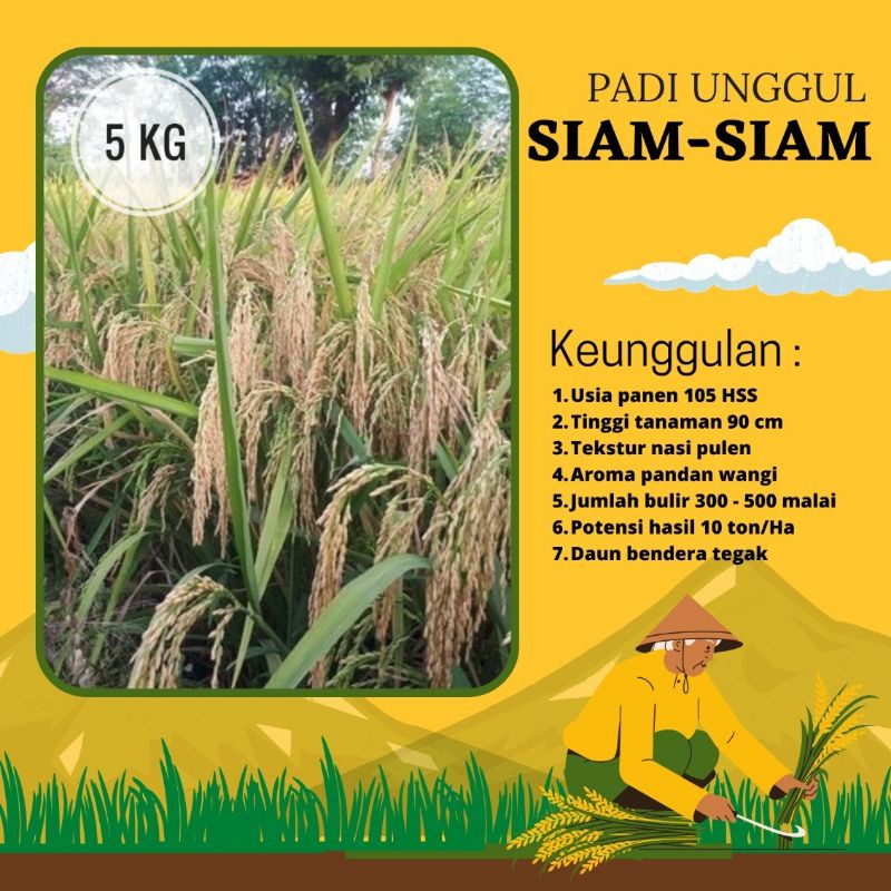 Jual Benih Padi Siam Siam Kg Umur Pendek Nasi Pulen Wangi Padi