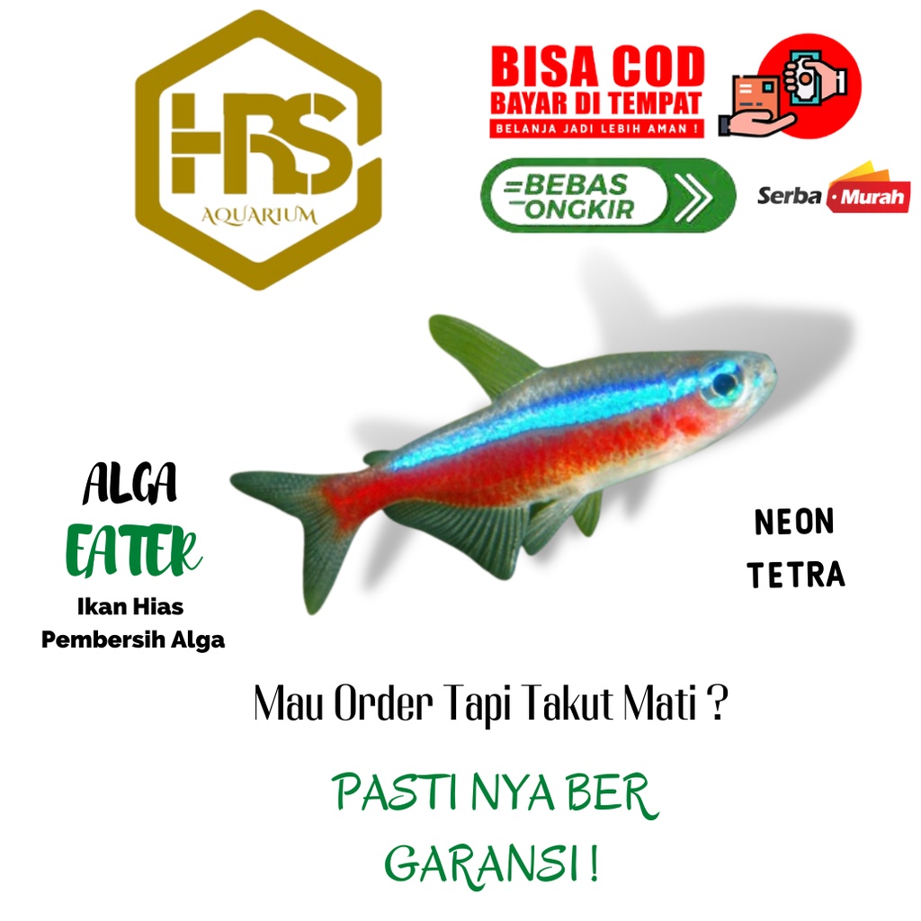 Jual Aksesoris Akuarium Neon Tetra Tanaman Hias Shopee Indonesia