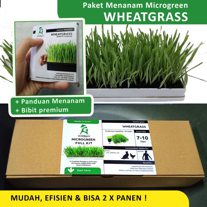 Jual Paket Microgreen Wheatgrass Lengkap Gardeningrat Rumput Gandum