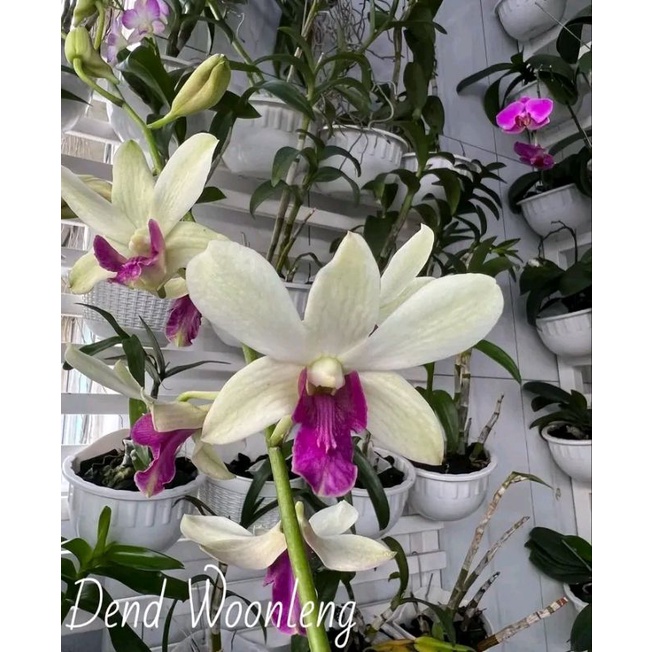 Jual Anggrek Dendrobium Woonleng Sudah Spike Knop Siap Berbunga