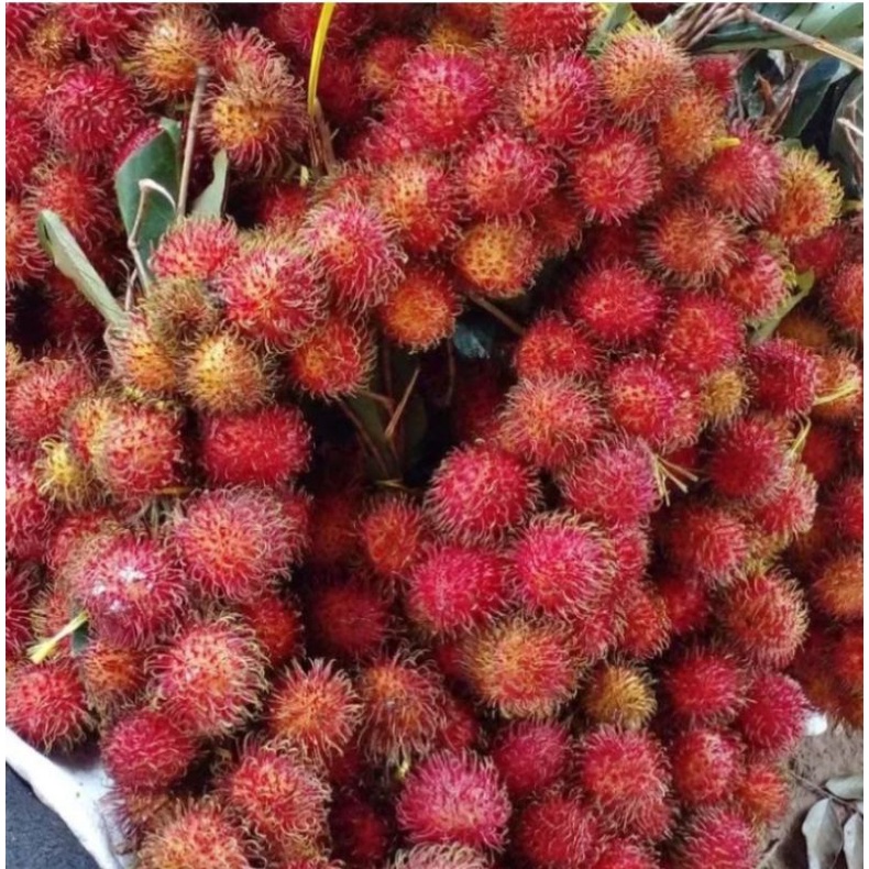 Jual Buah Rambutan Segar Manis 1kg Shopee Indonesia