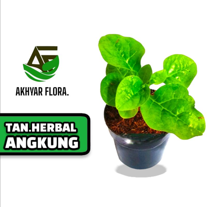 Jual Tanaman Angkung Bibit Tanaman Herbal Daun Angkung Pohon Gondola