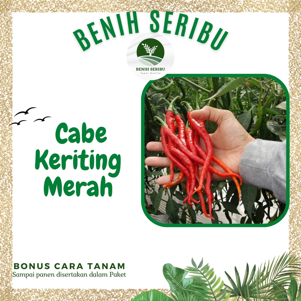 Jual 35 Biji Benih CABE MERAH KERITING Unggul Super F1 Benih Bibit