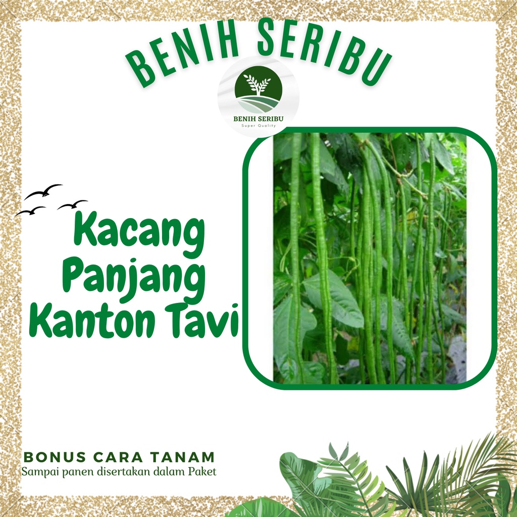 Jual 10 Biji Benih Kacang Panjang Hijau Kanton TAVI F1 Bibit Seed