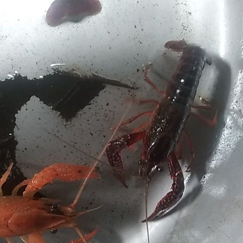 Jual Lobster Hias Warna Merah Pekat Shopee Indonesia